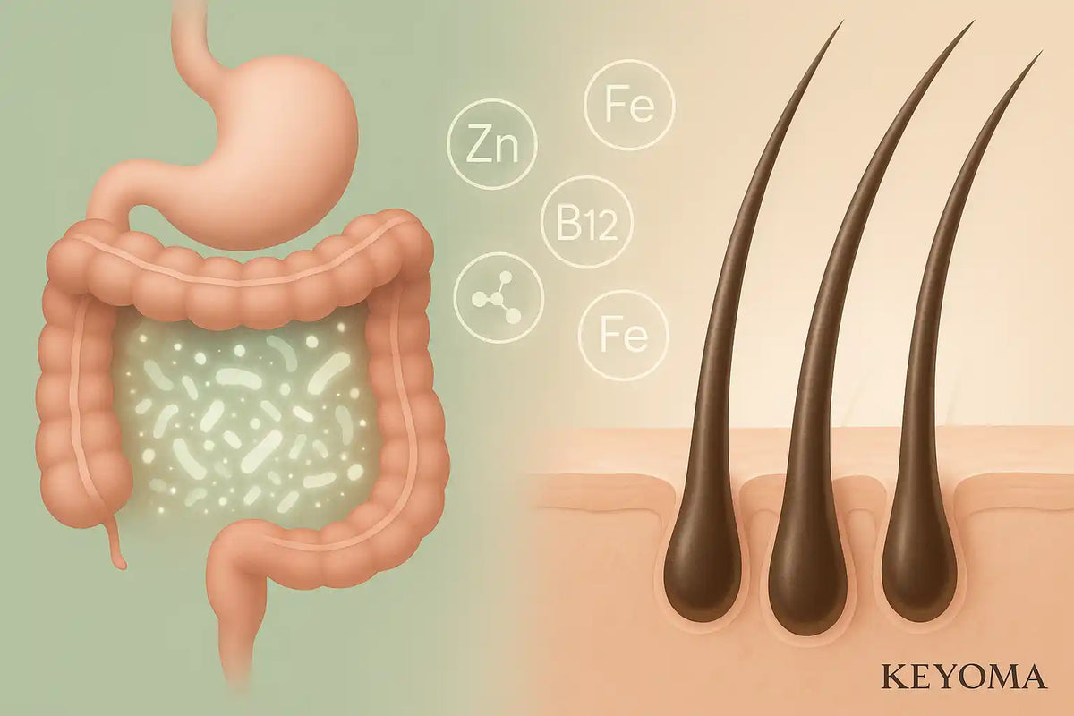 This Keyoma graphic shows how gut health and nutrient absorption impact hair follicle strength and regrowth.